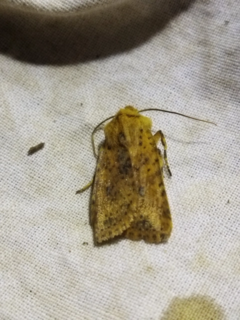 Conistra rubiginea - vörös őszibagoly