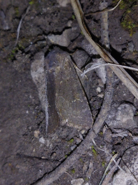 Aporophyla lutulenta - sziki őszibagoly