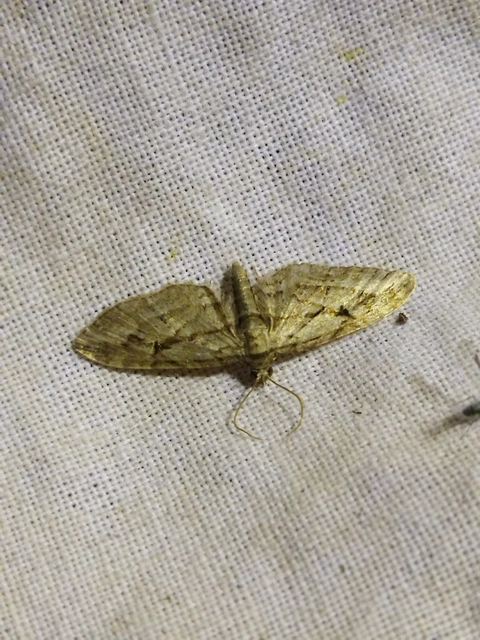 Eupithecia ericeata - feketefenyő-törpearaszoló