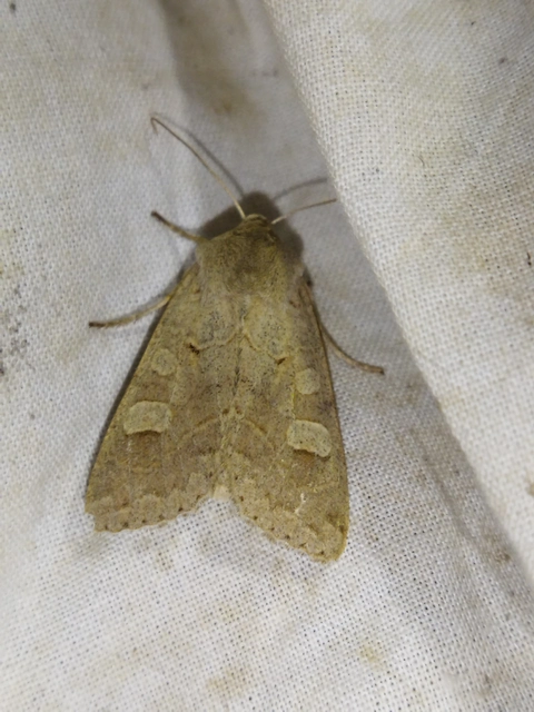 Ammoconia caecimacula - szürke őszibagoly