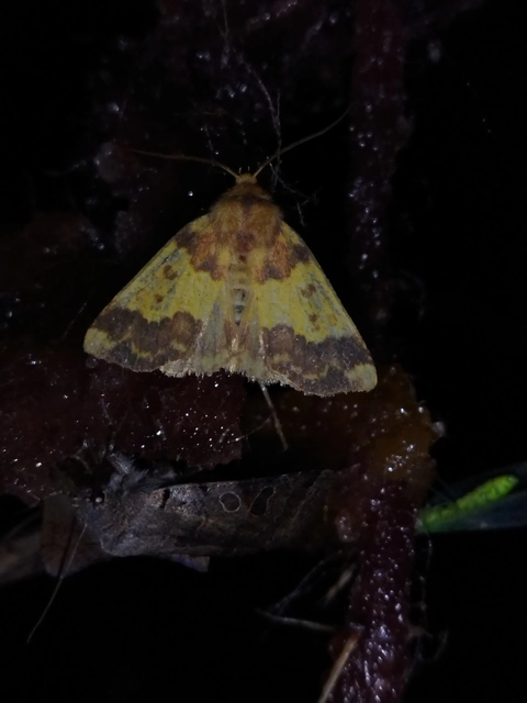Tiliacea aurago - aranyló sárgabagoly