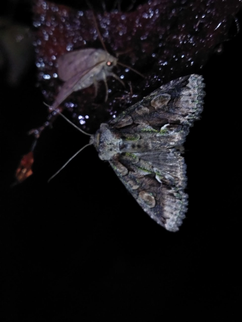 Allophyes oxyacanthae - galagonyabagoly