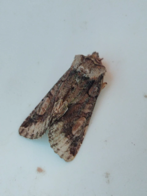 Allophyes oxyacanthae - galagonyabagoly
