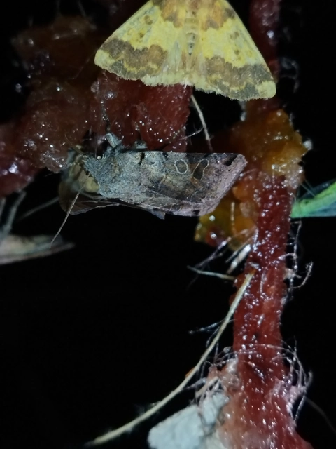 Anchoscelis litura - tarka őszibagoly