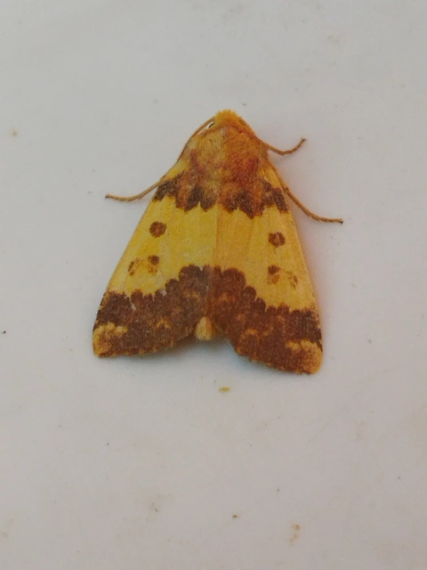 Tiliacea aurago - aranyló sárgabagoly