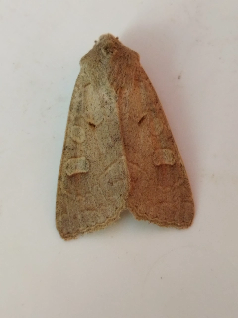 Ammoconia caecimacula - szürke őszibagoly