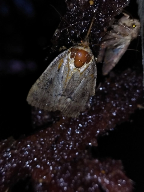 Amphipyra berbera/pyramidea