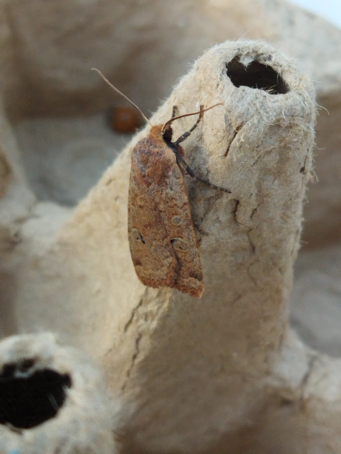 Conistra erythrocephala - vörösfejű őszibagoly