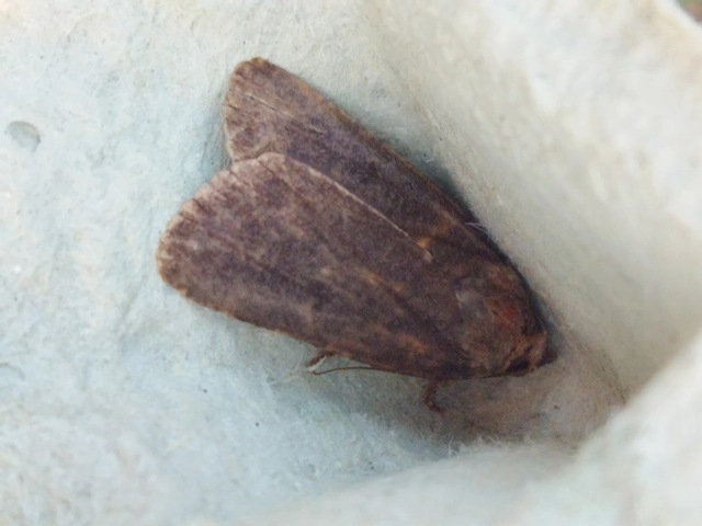 Amphipyra livida - zsírfényű bagoly