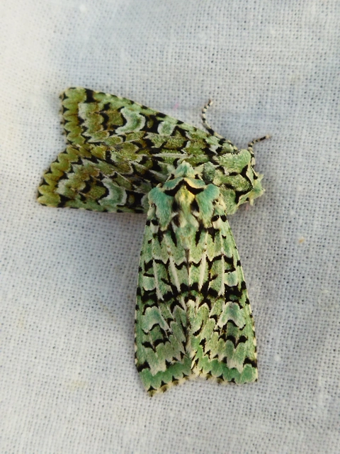 Griposia aprilina - őszi zöldbagoly