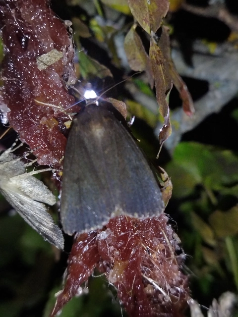 Amphipyra livida - zsírfényű bagoly