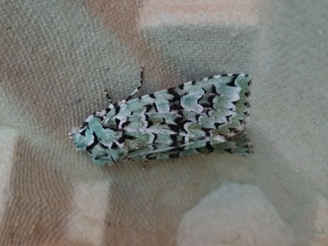 Griposia aprilina - őszi zöldbagoly
