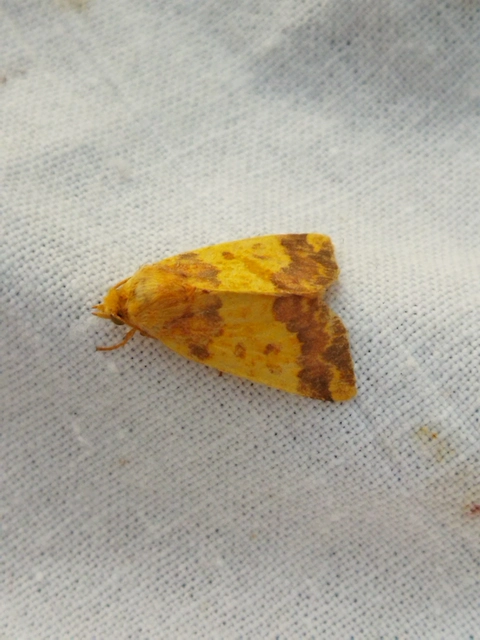 Tiliacea aurago - aranyló sárgabagoly