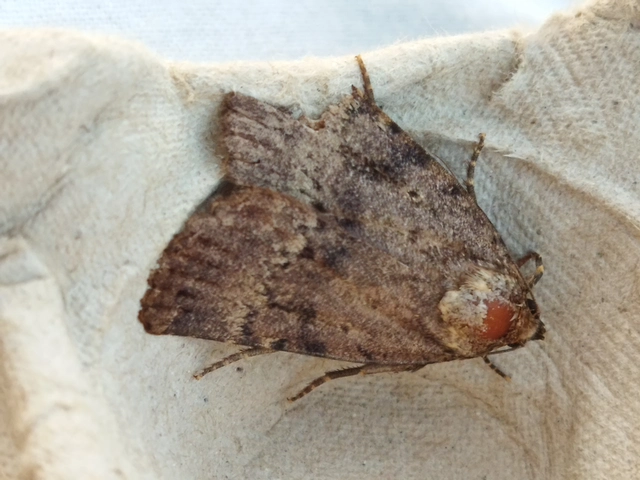 Amphipyra berbera/pyramidea