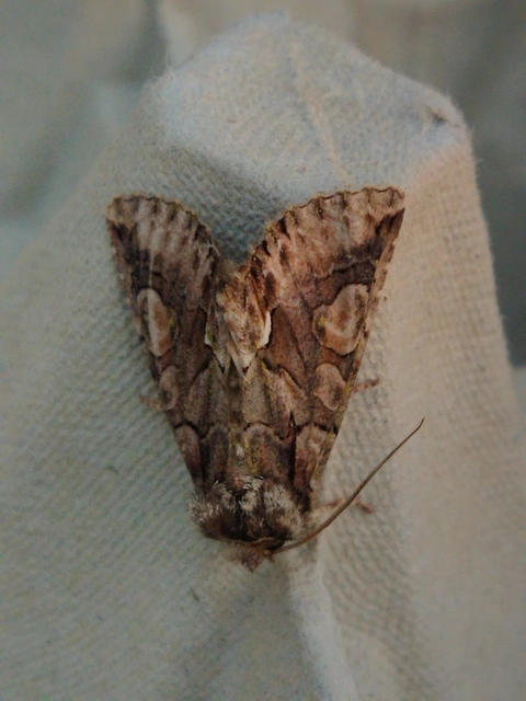 Allophyes oxyacanthae - galagonyabagoly