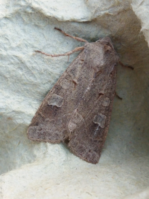 Ammoconia caecimacula - szürke őszibagoly