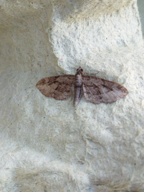 Eupithecia ericeata - feketefenyő-törpearaszoló