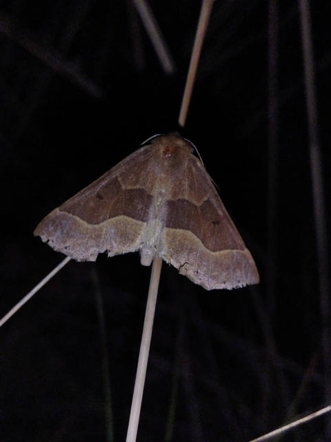 Crocallis tusciaria - barna sávosaraszoló