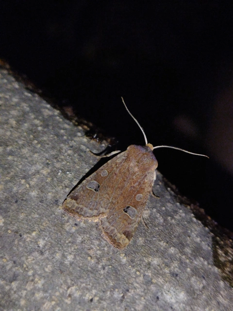 Conistra erythrocephala - vörösfejű őszibagoly