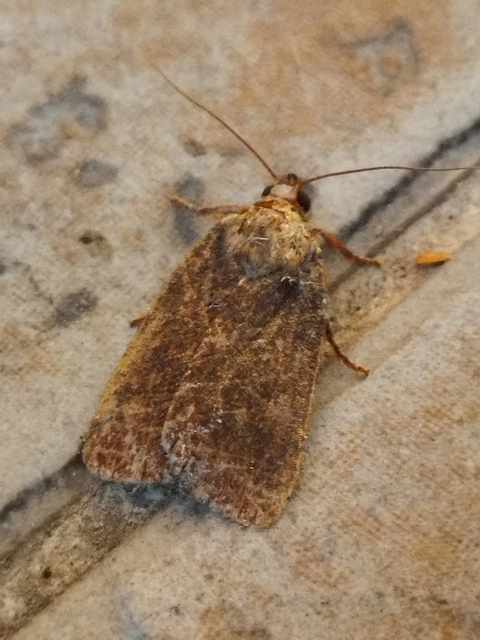 Amphipyra livida - zsírfényű bagoly