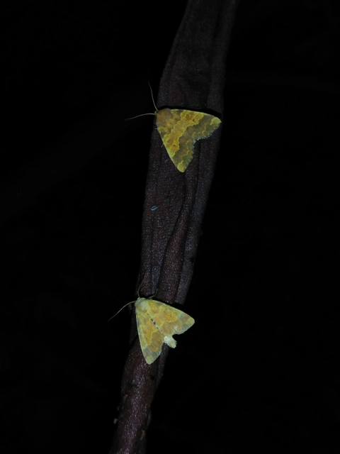 Tiliacea aurago - aranyló sárgabagoly