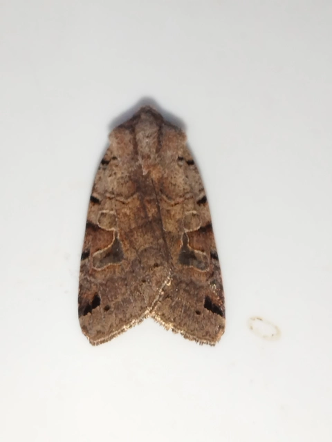 Anchoscelis litura - tarka őszibagoly