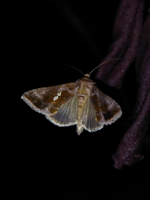 Chrysodeixis chalcites - déli aranybagoly