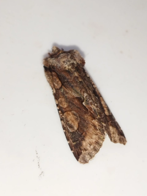 Allophyes oxyacanthae - galagonyabagoly