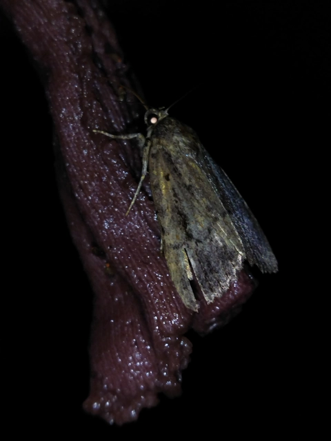 Amphipyra berbera/pyramidea