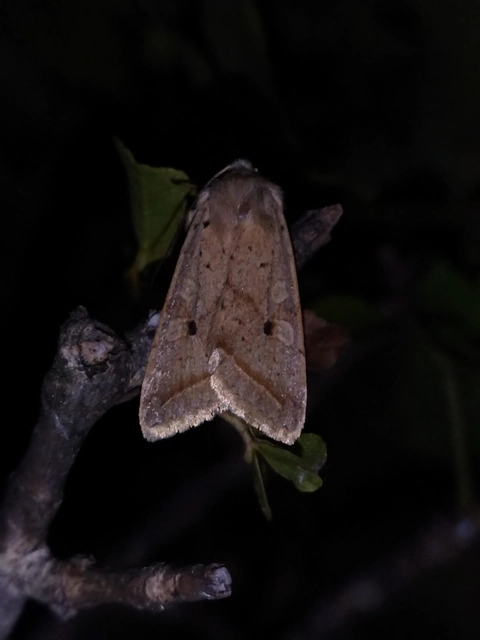 Leptologia macilenta - gyertyán-őszibagoly