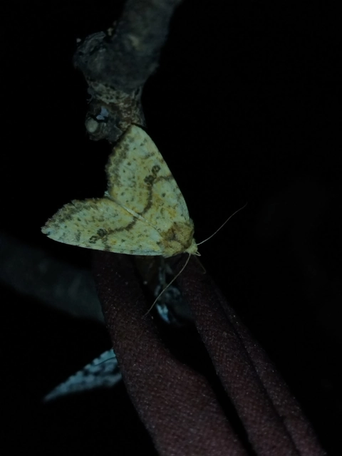 Tiliacea sulphurago - kénes sárgabagoly