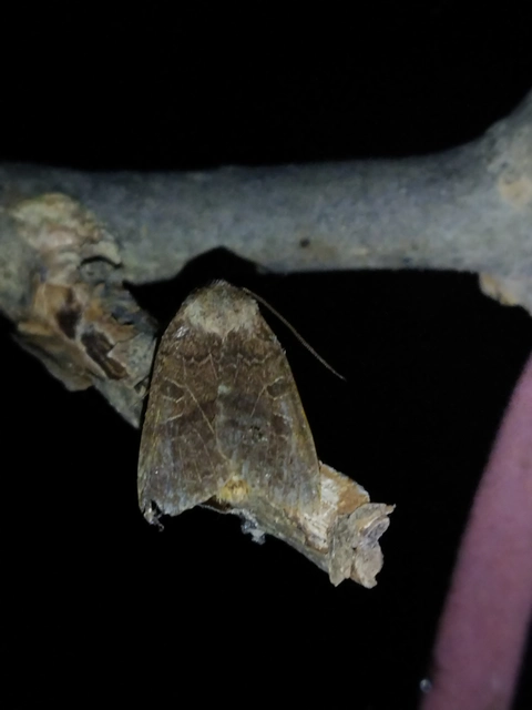 Anchoscelis nitida - rozsdabarna őszibagoly