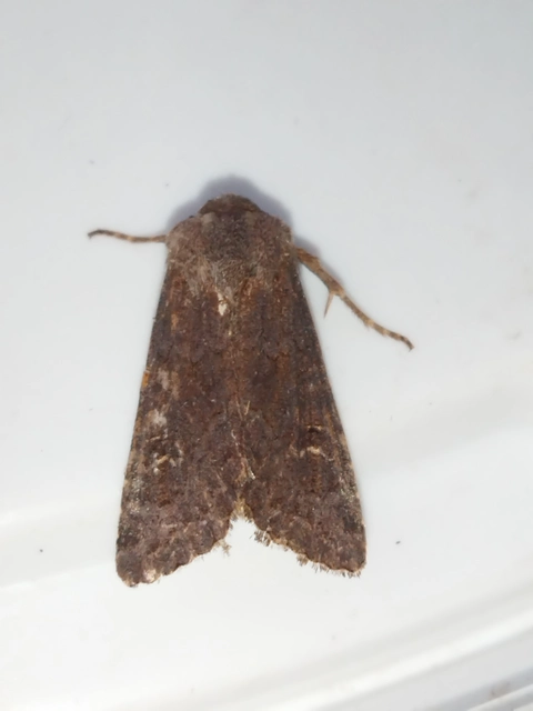 Aporophyla lutulenta - sziki őszibagoly