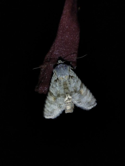 Lithophane ornitopus - közönséges fabagoly