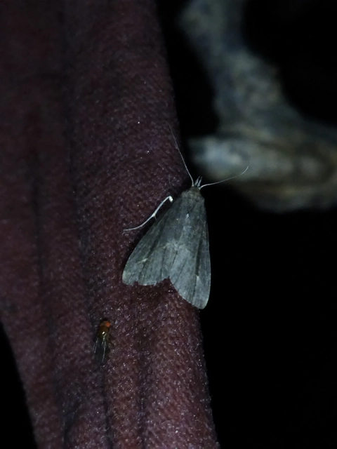 Schrankia costaestrigalis - keskenyszárnyú karcsúbagoly