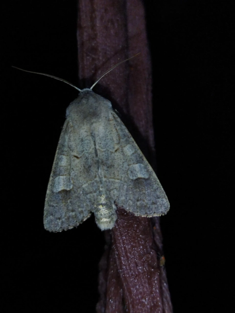 Ammoconia caecimacula - szürke őszibagoly