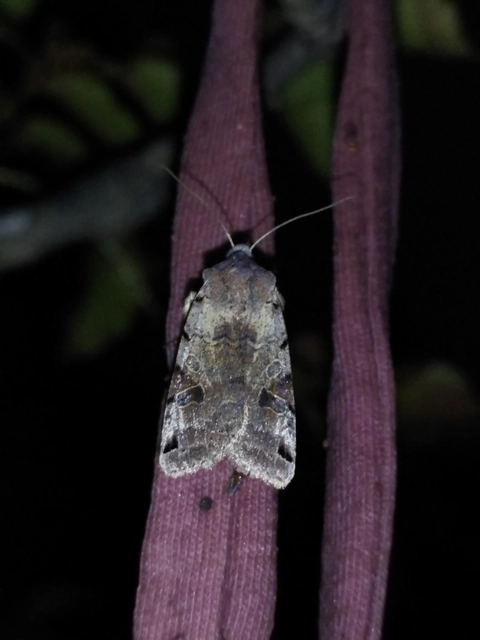 Anchoscelis litura - tarka őszibagoly
