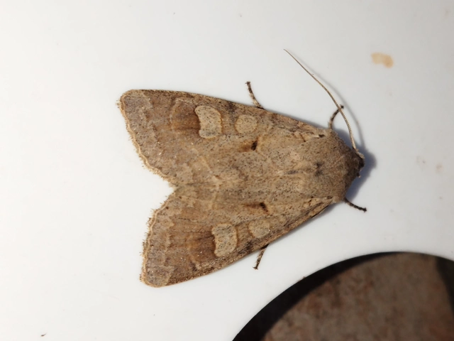 Ammoconia caecimacula - szürke őszibagoly