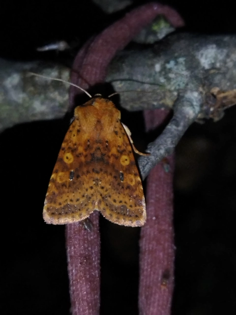 Conistra rubiginea - vörös őszibagoly