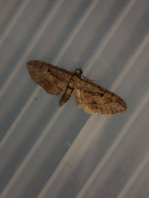 Eupithecia pusillata - lucfenyő-törpearaszoló