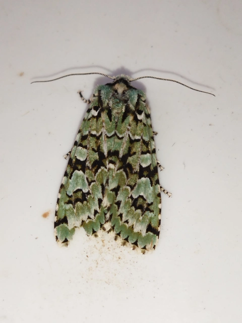 Griposia aprilina - őszi zöldbagoly