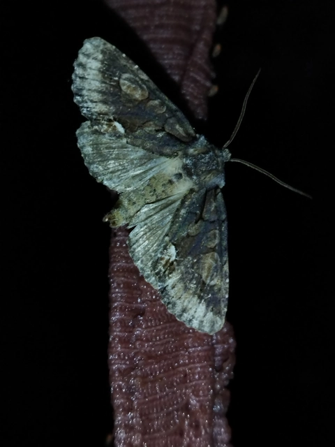 Allophyes oxyacanthae - galagonyabagoly
