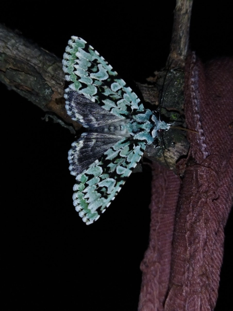 Griposia aprilina - őszi zöldbagoly