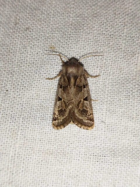 Episema tersa - hármasjegyű liliombagoly