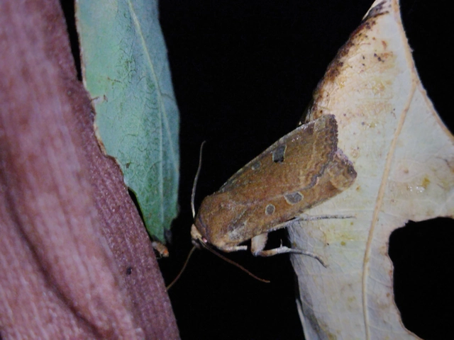 Conistra erythrocephala - vörösfejű őszibagoly