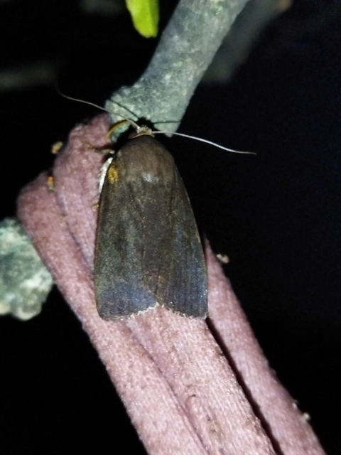 Amphipyra livida - zsírfényű bagoly