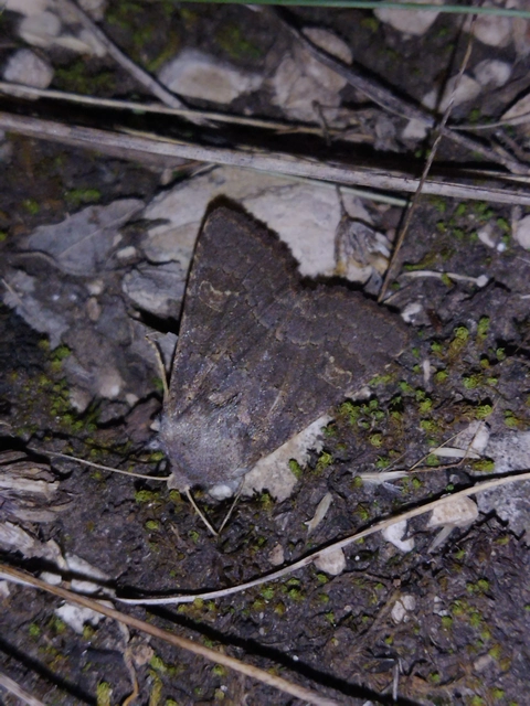 Aporophyla lutulenta - sziki őszibagoly