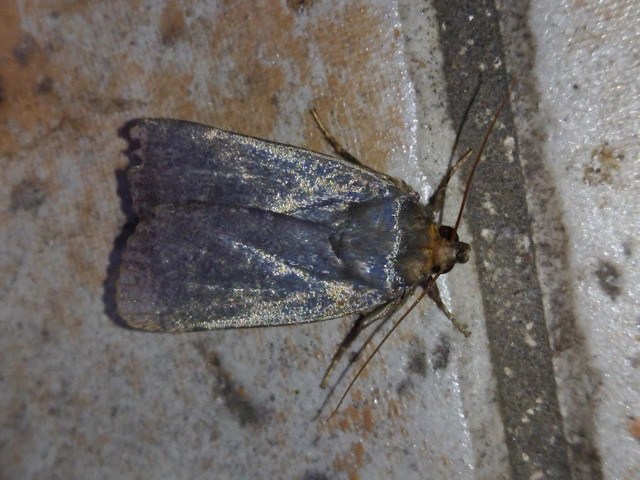 Amphipyra livida - zsírfényű bagoly