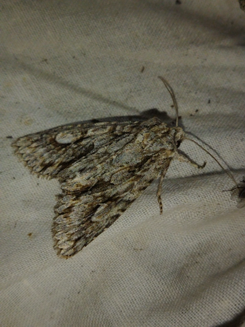 Meganephria bimaculosa - kétfoltos szilbagoly