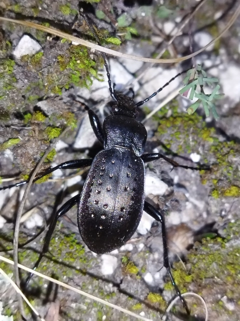 Carabus hortensis - aranypettyes futrinka